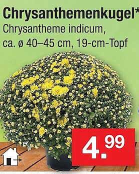Chrysanthemenkugel*