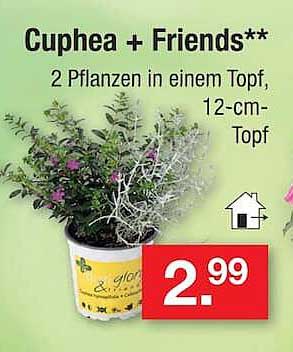 Cuphea + Friends** 2 Pflanzen in einem Topf, 12-cm-Topf