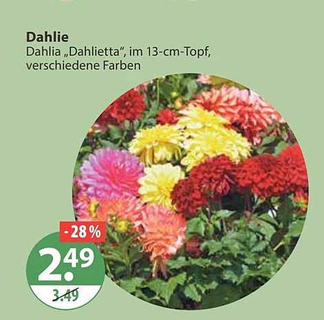 Dahlie