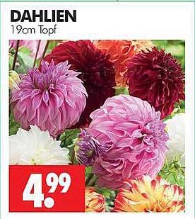 DAHLIEN 19cm Topf