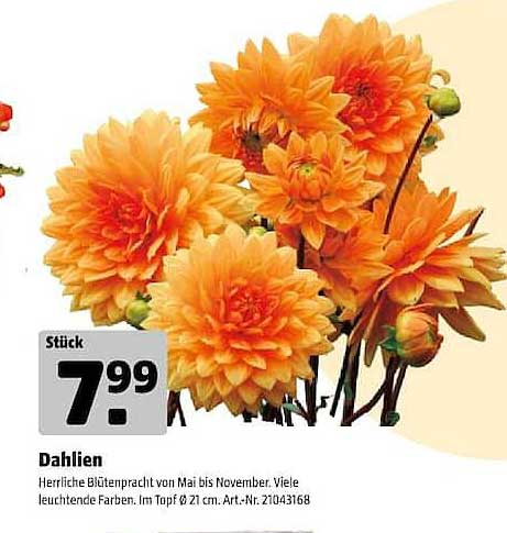 Dahlien