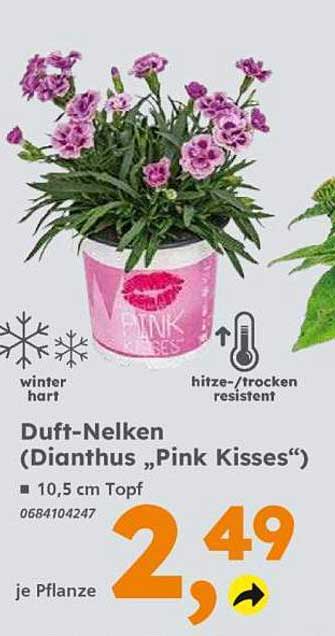 Duft-Nelken (Dianthus „Pink Kisses“)
