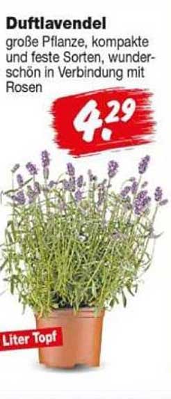 Duftlavendel