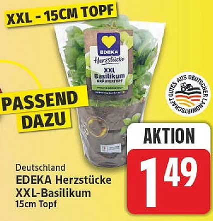 EDEKA Herzstücke XXL-Basilikum 15cm Topf