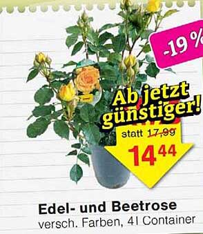 Edel- und Beetrose