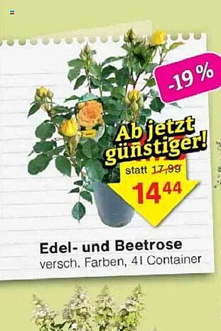 Edel- und Beetrose versch. Farben, 4 l Container