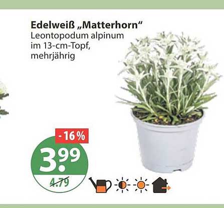 Edelweiß „Matterhorn“ Leontopodium alpinum im 13-cm-Topf, mehrjährig