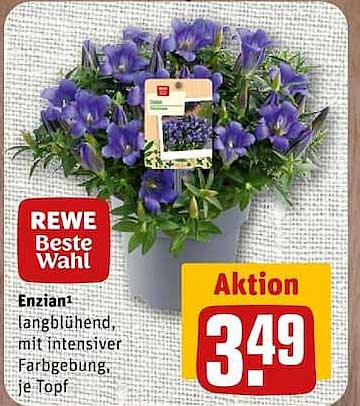 Enzian¹, langblühend, mit intensiver Farbgebung, je Topf