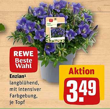 Enzian¹
langblühend,
mit intensiver
Fargebung,
je Topf