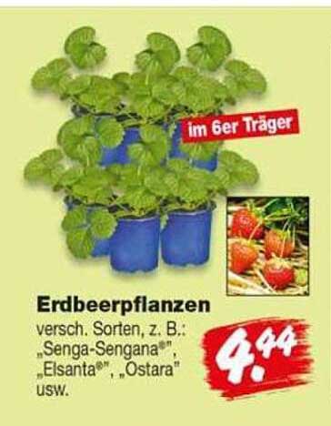 Erdbeerpflanzen