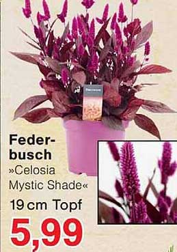 Feder-busch »Celosia Mystic Shade« 19 cm Topf