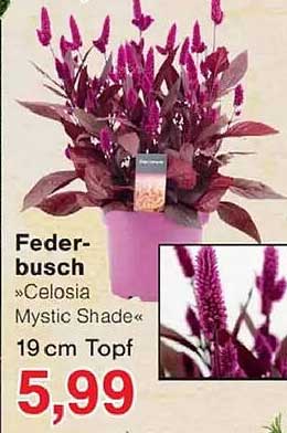 Feder-busch »Celosia Mystic Shade« 19 cm Topf