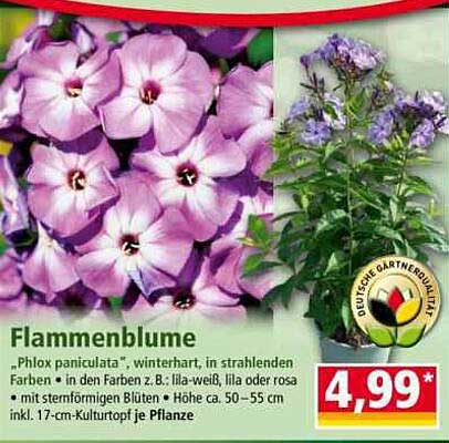 Flammenblume