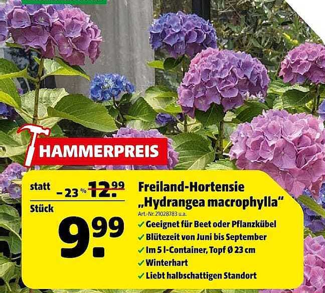 Freiland-Hortensie „Hydrangea macrophylla“