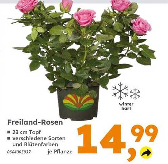 Freiland-Rosen