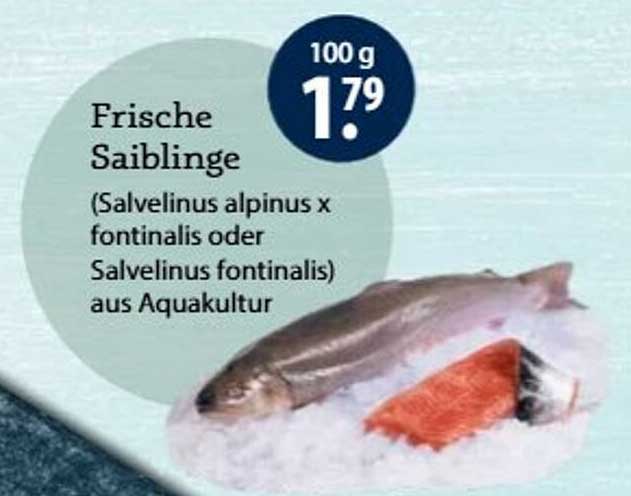 Frische Saiblinge (Salvelinus alpinus x fontinalis oder Salvelinus fontinalis) aus Aquakultur
