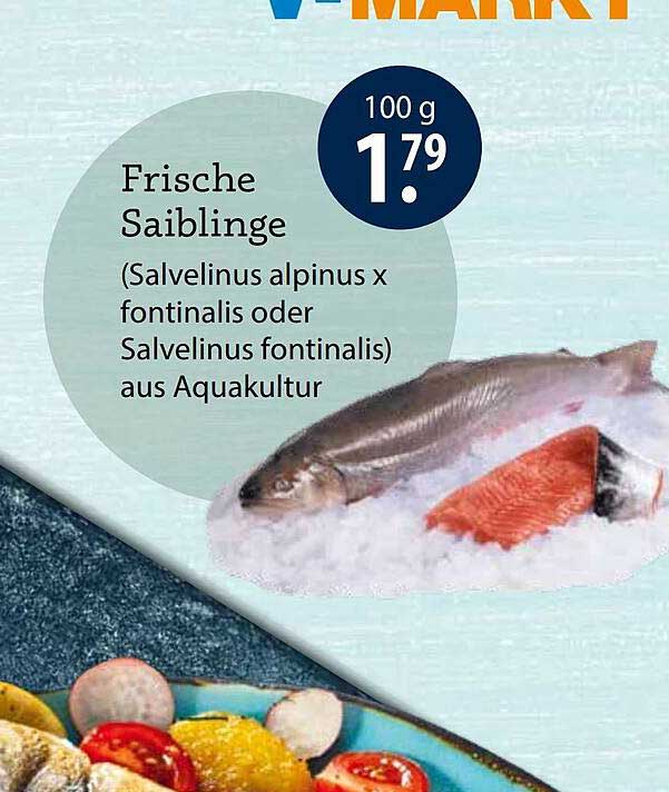 Frische Saiblinge (Salvelinus alpinus x fontinalis oder Salvelinus fontinalis) aus Aquakultur