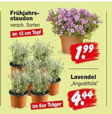 Frühjahrsstauden, versch. Sorten, im 13 cm Topf