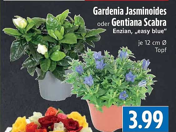 Gardenia Jasminoides oder Gentiana Scabra Enzian, „easy blue“ je 12 cm Ø Topf