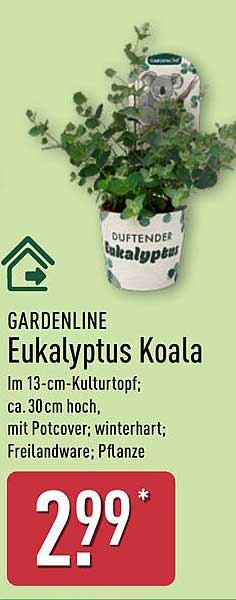 GARDENLINE Eukalyptus Koala