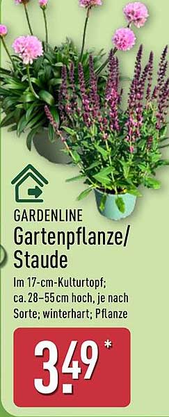 GARDENLINE Gartenpflanze/Staude