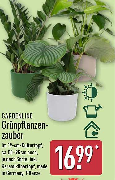 GARDENLINE Grünpflanzenzauber