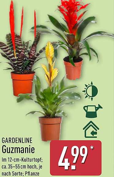 GARDENLINE Guzmanie