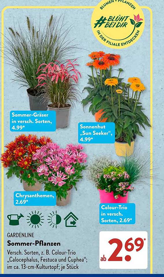 GARDENLINE Sommer-Pflanzen