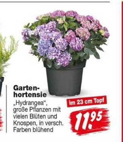 Garten-hortensie „Hydrangea“, große Pflanzen mit vielen Blüten und Knospen, in versch. Farben blühend