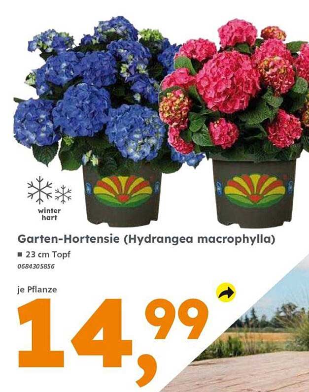 Garten-Hortensie (Hydrangea macrophylla)