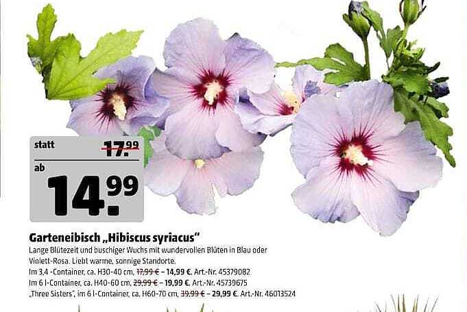Garteneibisch „Hibiscus syriacus“