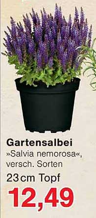 Gartensalbei