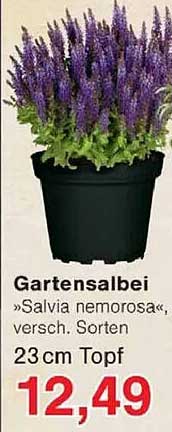 Gartensalbei »Salvia nemorosa«, versch. Sorten 23 cm Topf