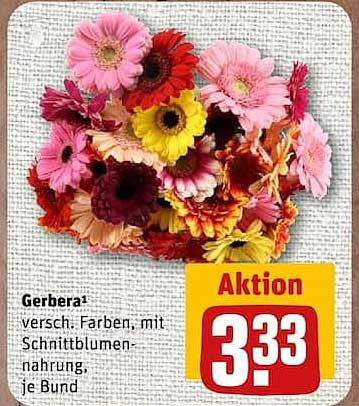 Gerbera¹ versch. Farben, mit Schnittblumen ernährung, je Bund