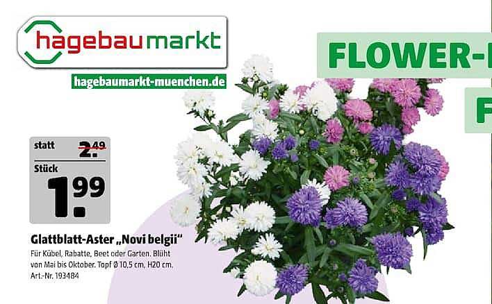 Glattblatt-Aster „Novi belgii“