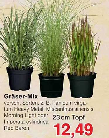 Gräser-Mix