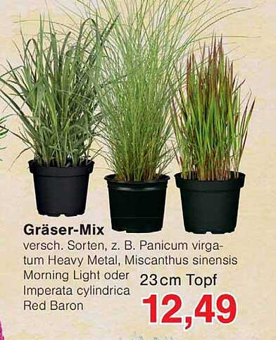 Gräser-Mix