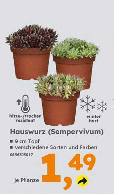 Hauswurz (Sempervivum)