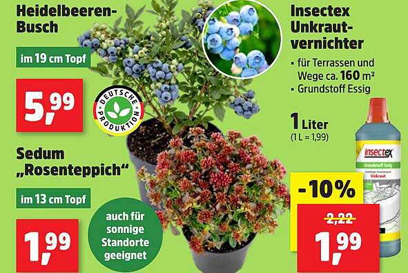 Heidelbeeren-Busch