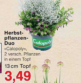 Herbst-pflanzen-Duo »Calopoly«, 2 versch. Pflanzen in einem Topf 13 cm Topf