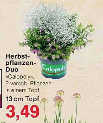 Herbst-pflanzen-Duo »Calopoly«, 2 versch. Pflanzen in einem Topf 13 cm Topf