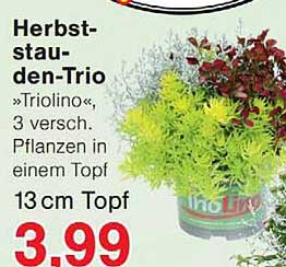 Herbst-stau-den-Trio »Triolinos«, 3 versch. Pflanzen in einem Topf 13 cm Topf