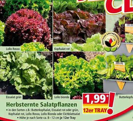 Herbsternte Salatpflanzen