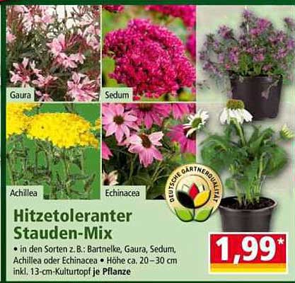 Hitzetoleranter Stauden-Mix