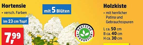 Hortensie