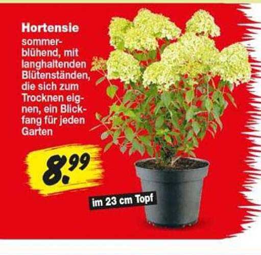 Hortensie