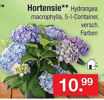 Hortensie** Hydrangea macrophylla, 5-l-Container, versch. Farben