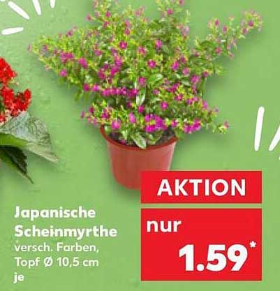 Japanische Scheinmyrthe