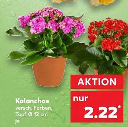 Kalanchoe versch. Farben, Topf Ø 12 cm je