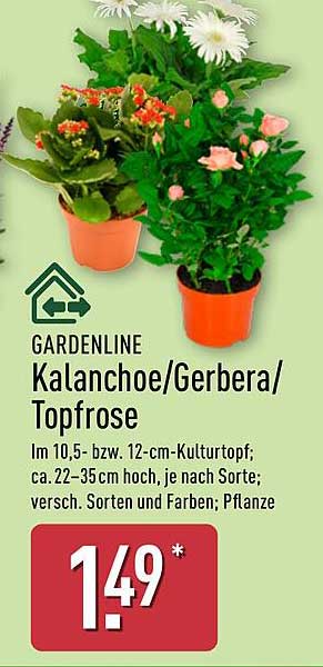 Kalanchoe/Gerbera/Topfrose